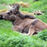 Elk park