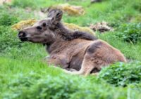 Elk park