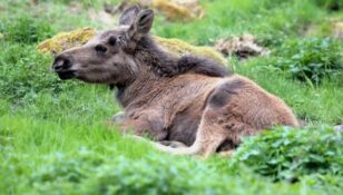 Elk park