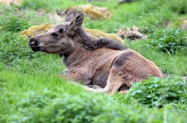 Elk park